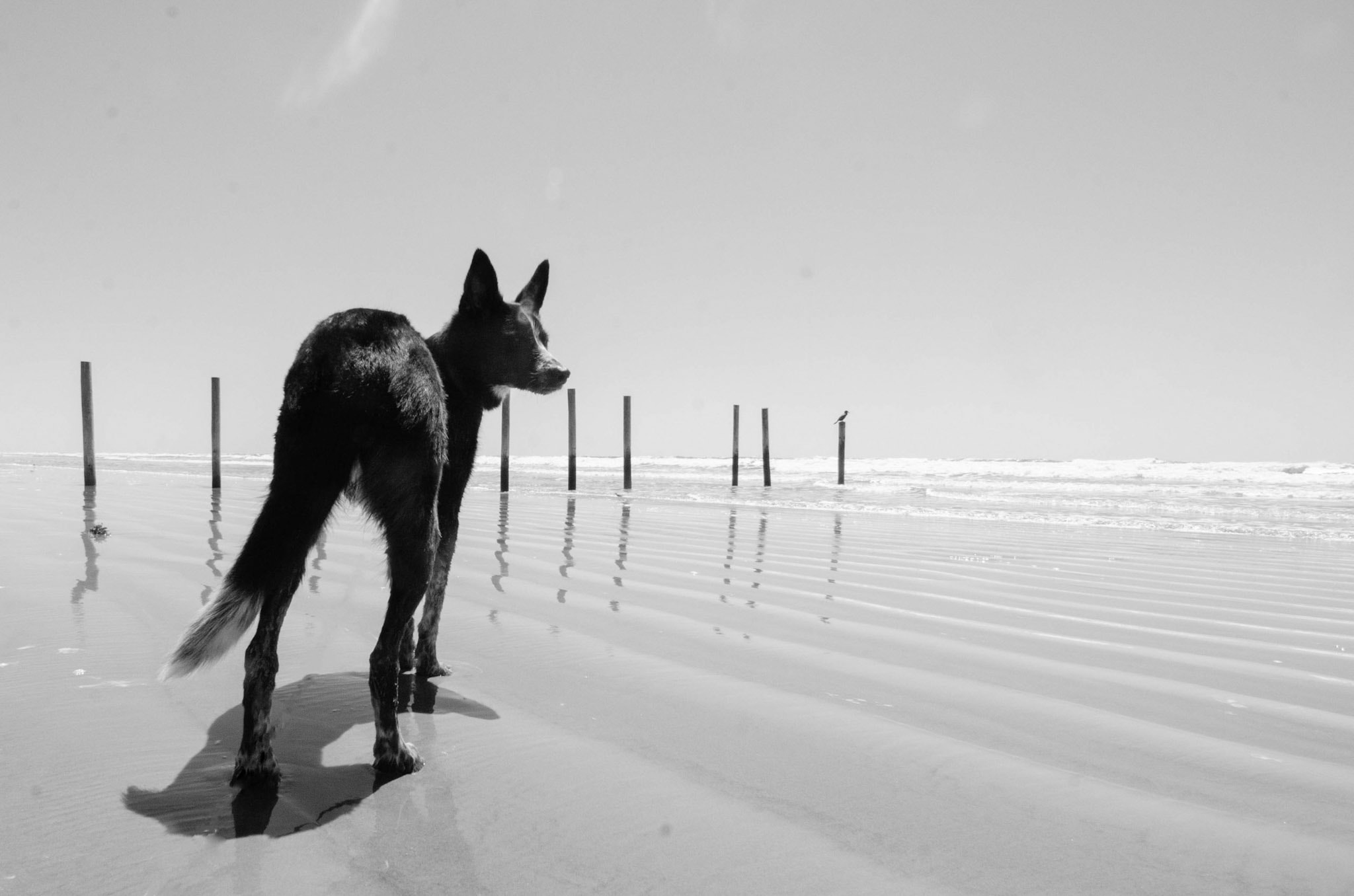 Dog training session
