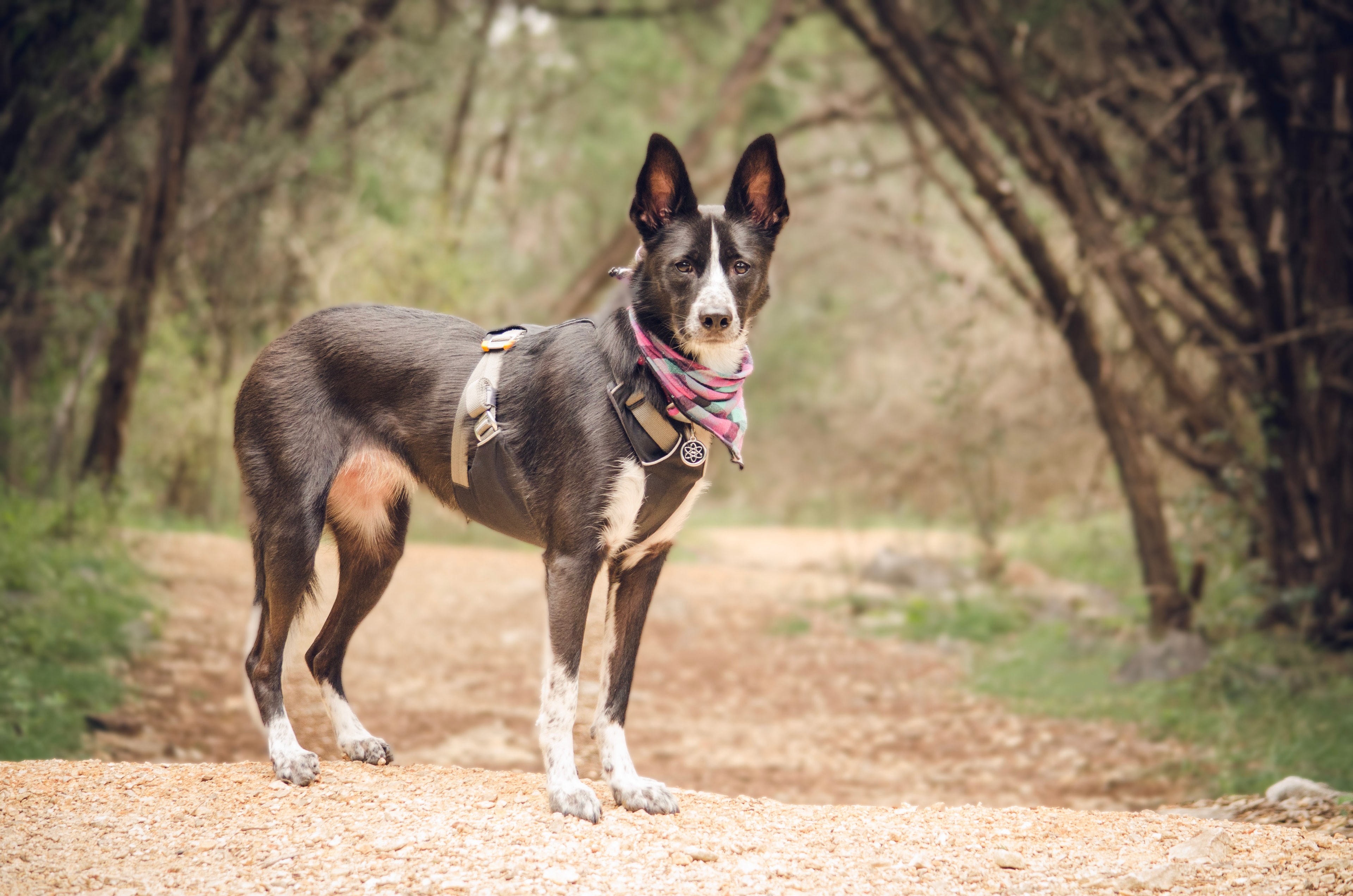 Dog training session