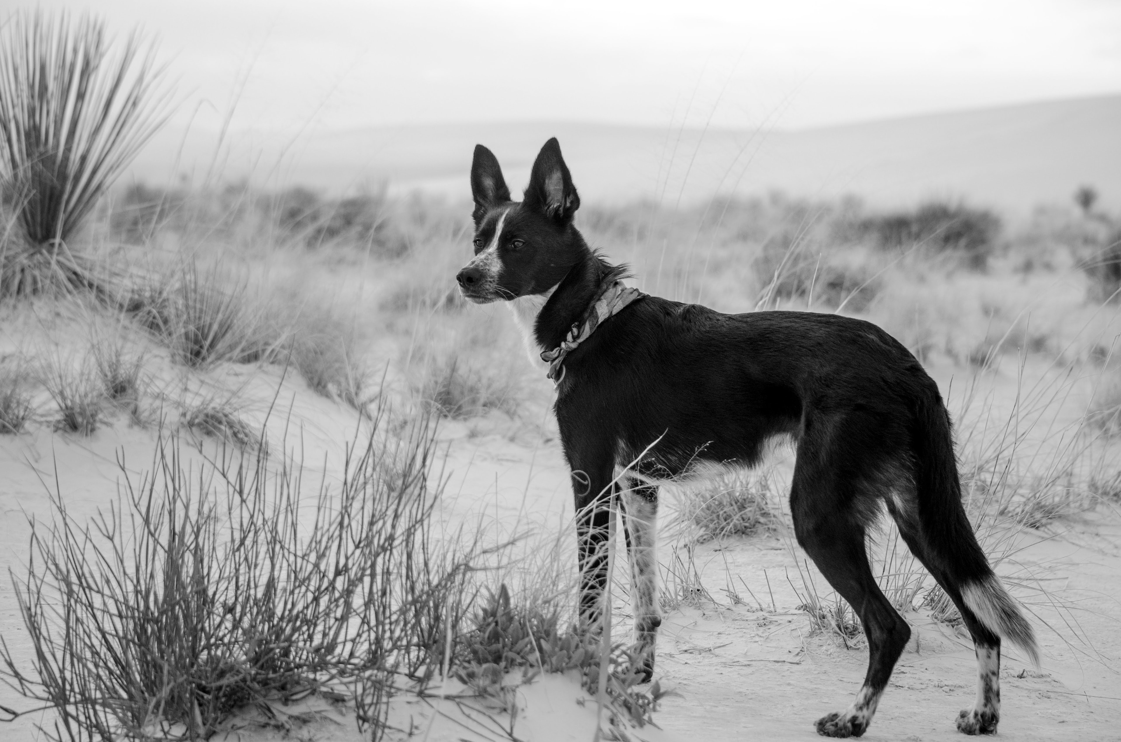 Dog training session