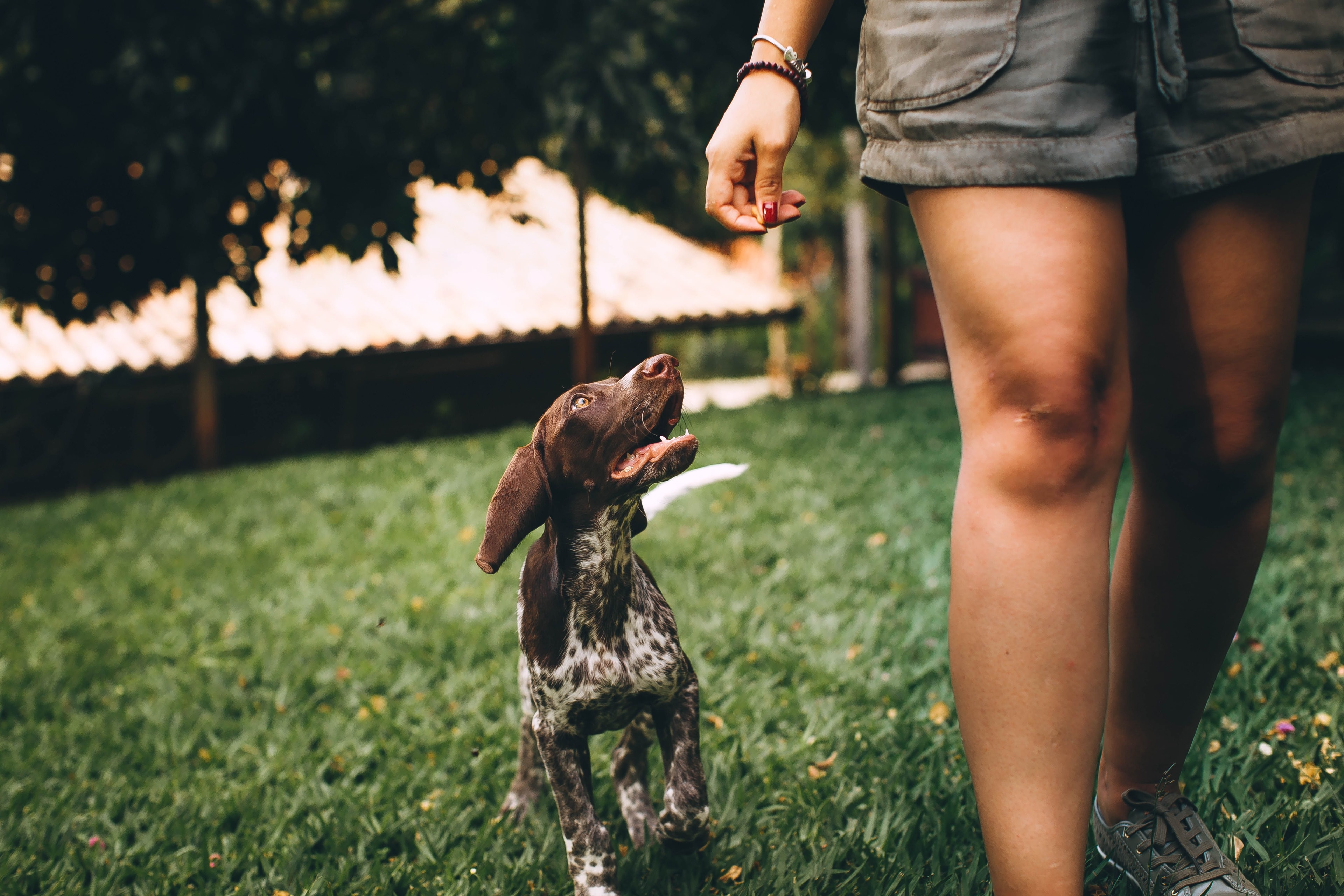 Dog training session