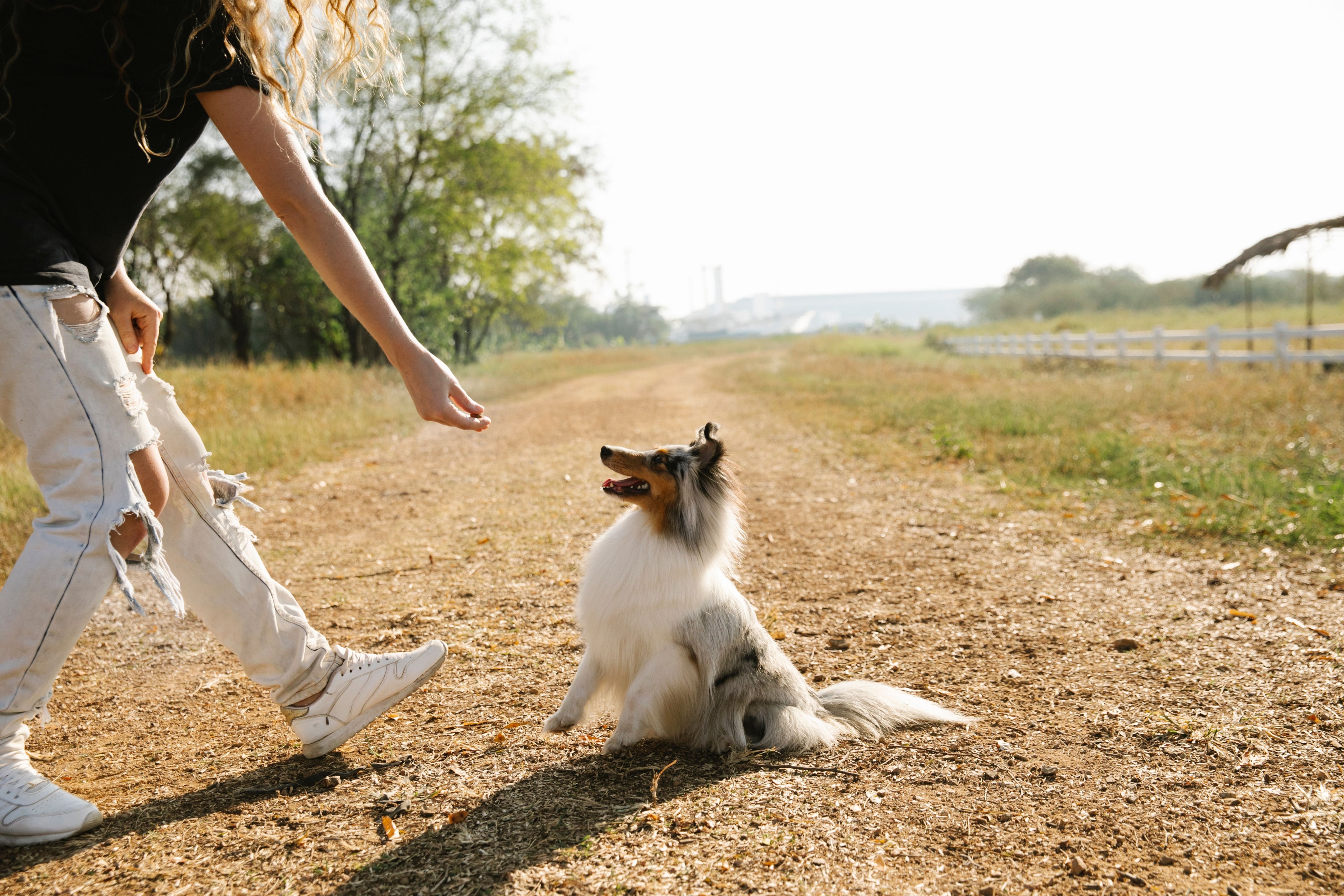 Dog training session