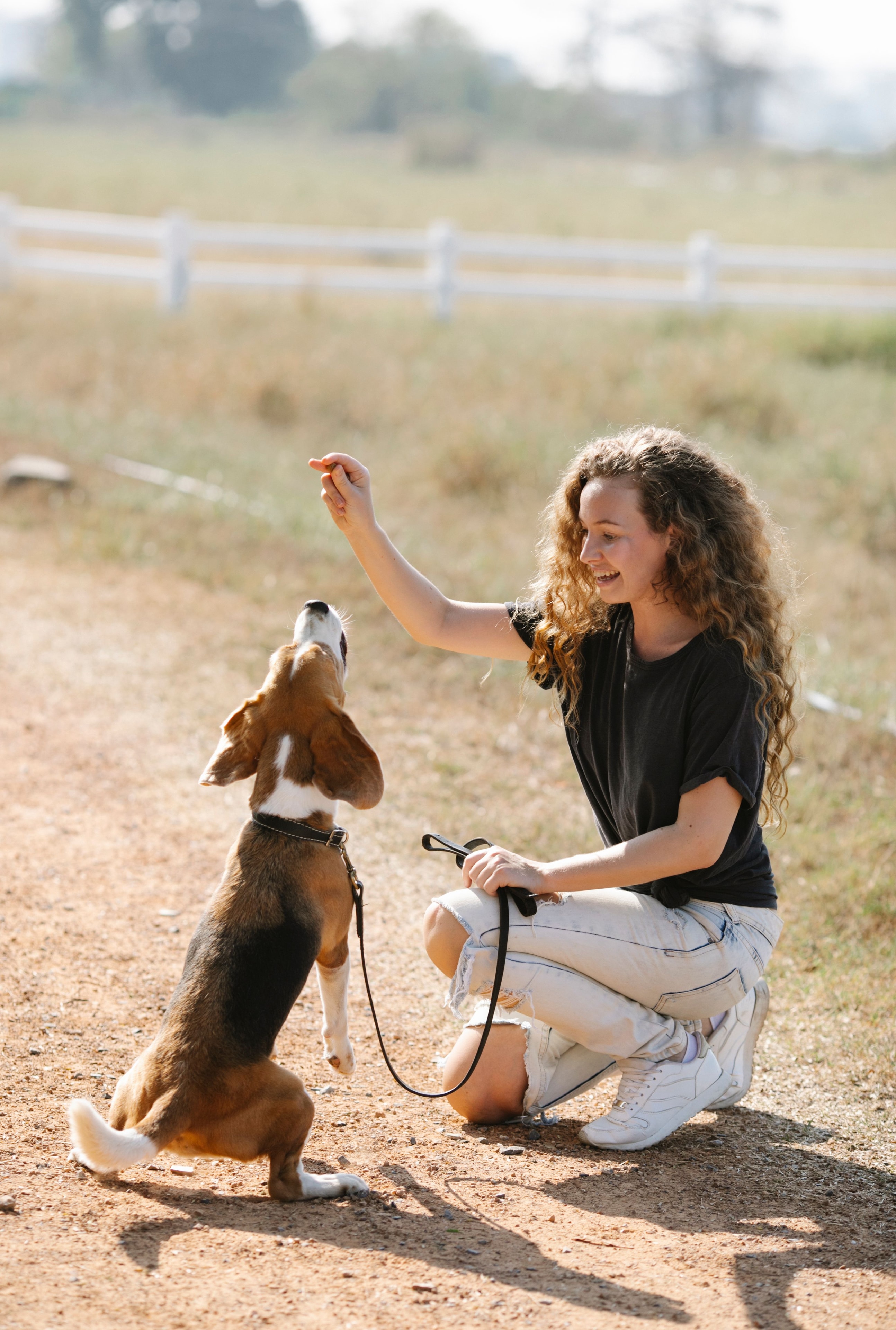 Dog training session