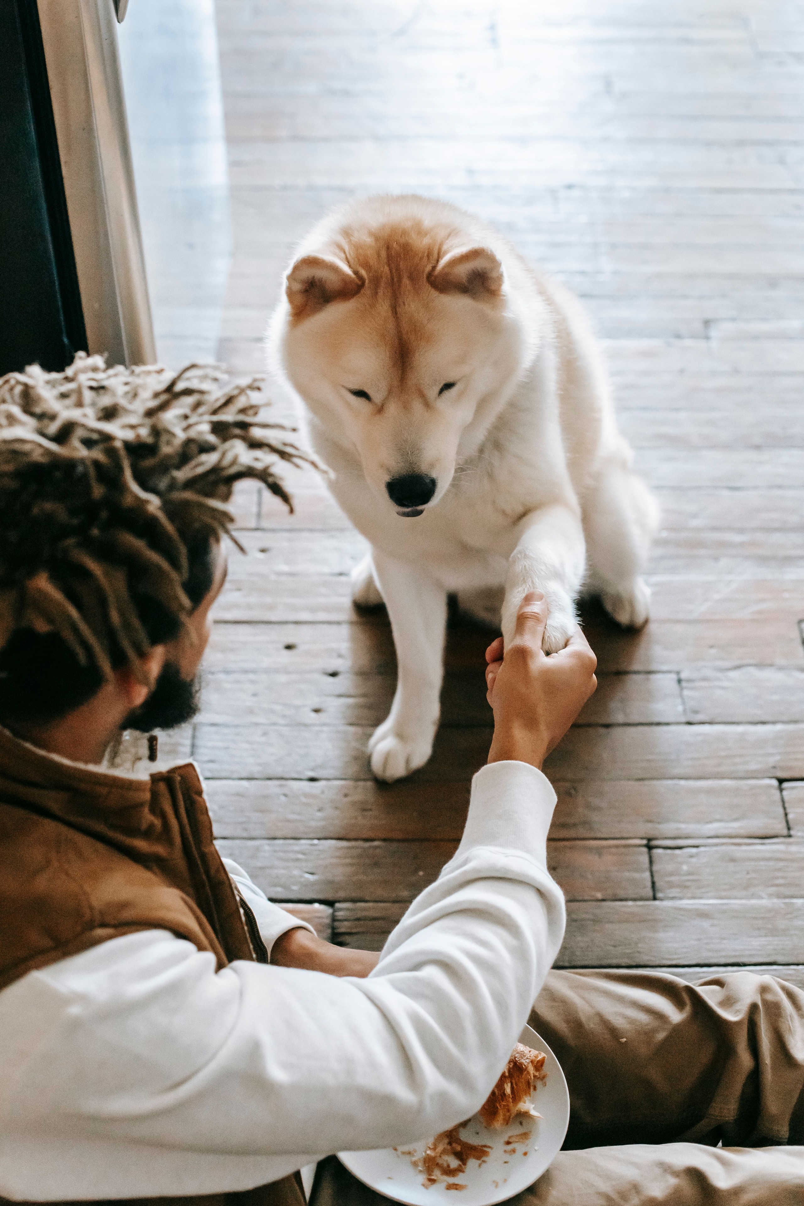 Dog training session