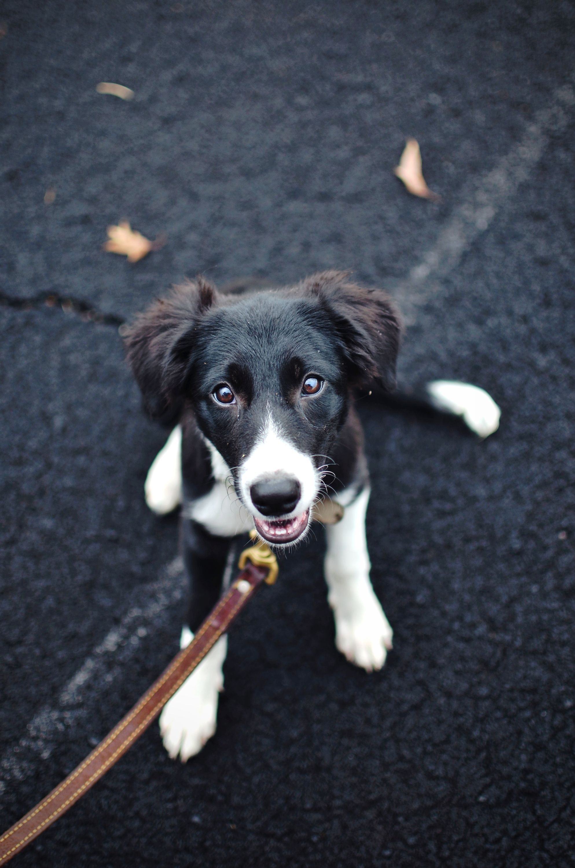 Dog on leash looking up attentively at handler