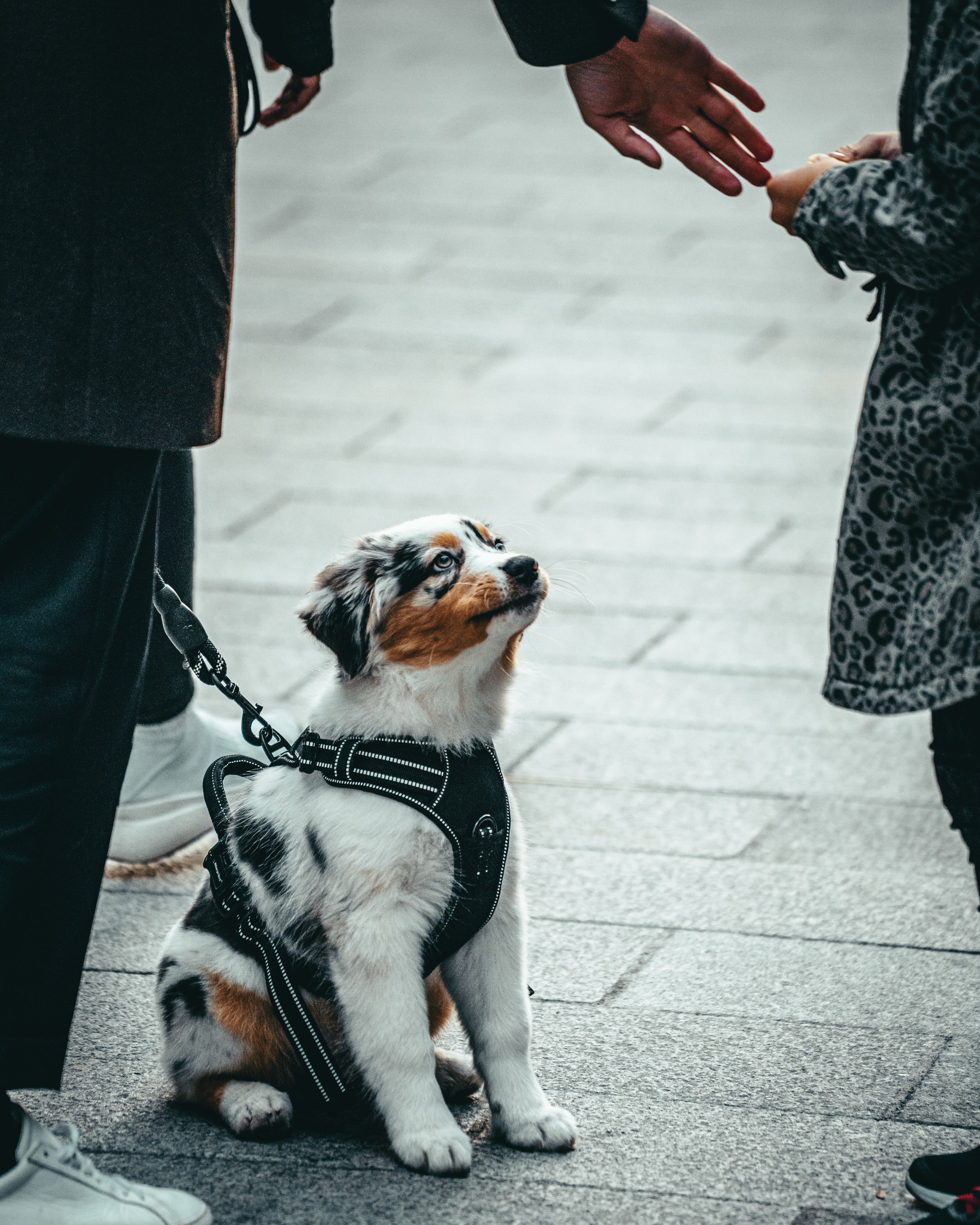Puppy training session outdoors