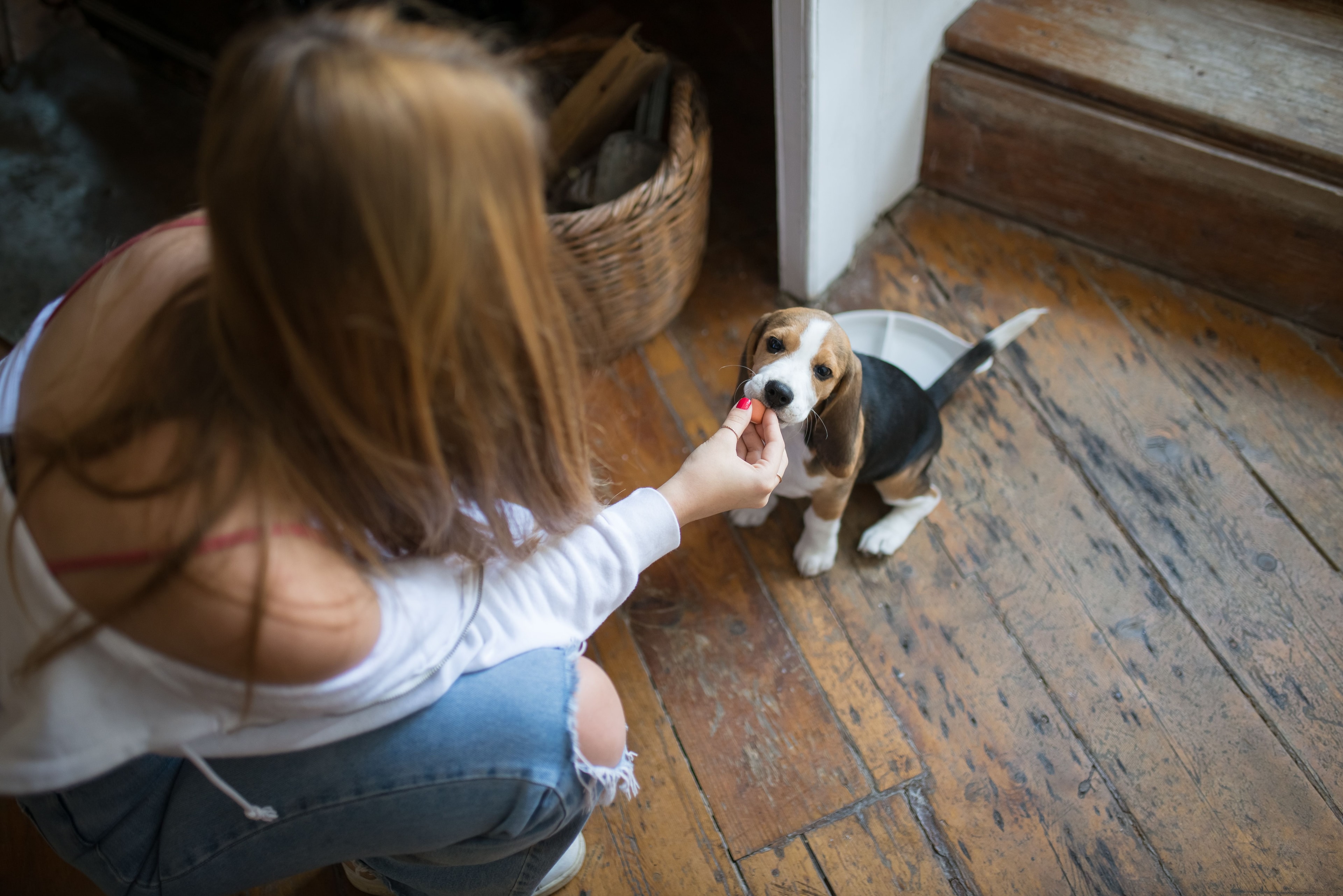 Puppy socializing with people