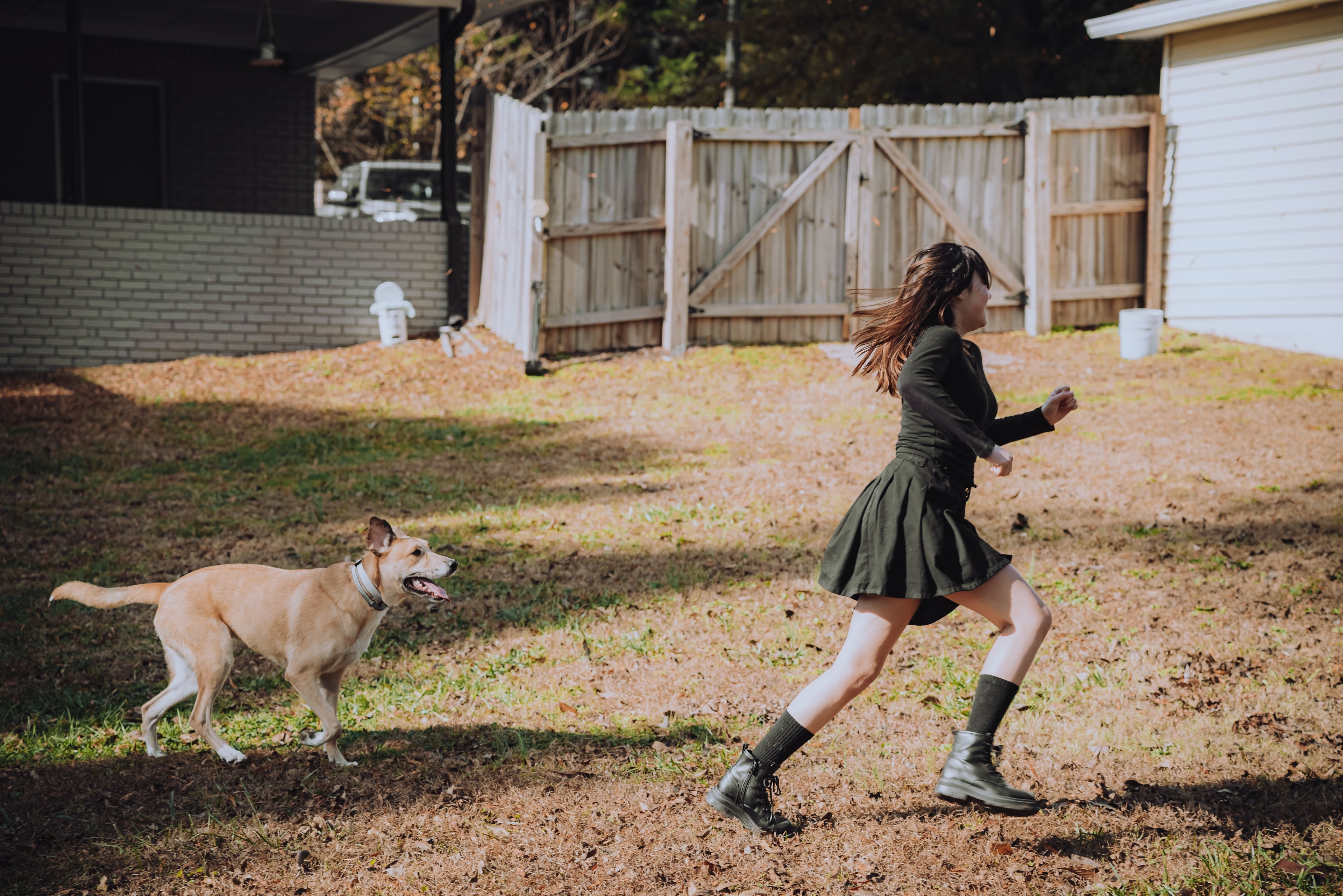 Dog training in home setting