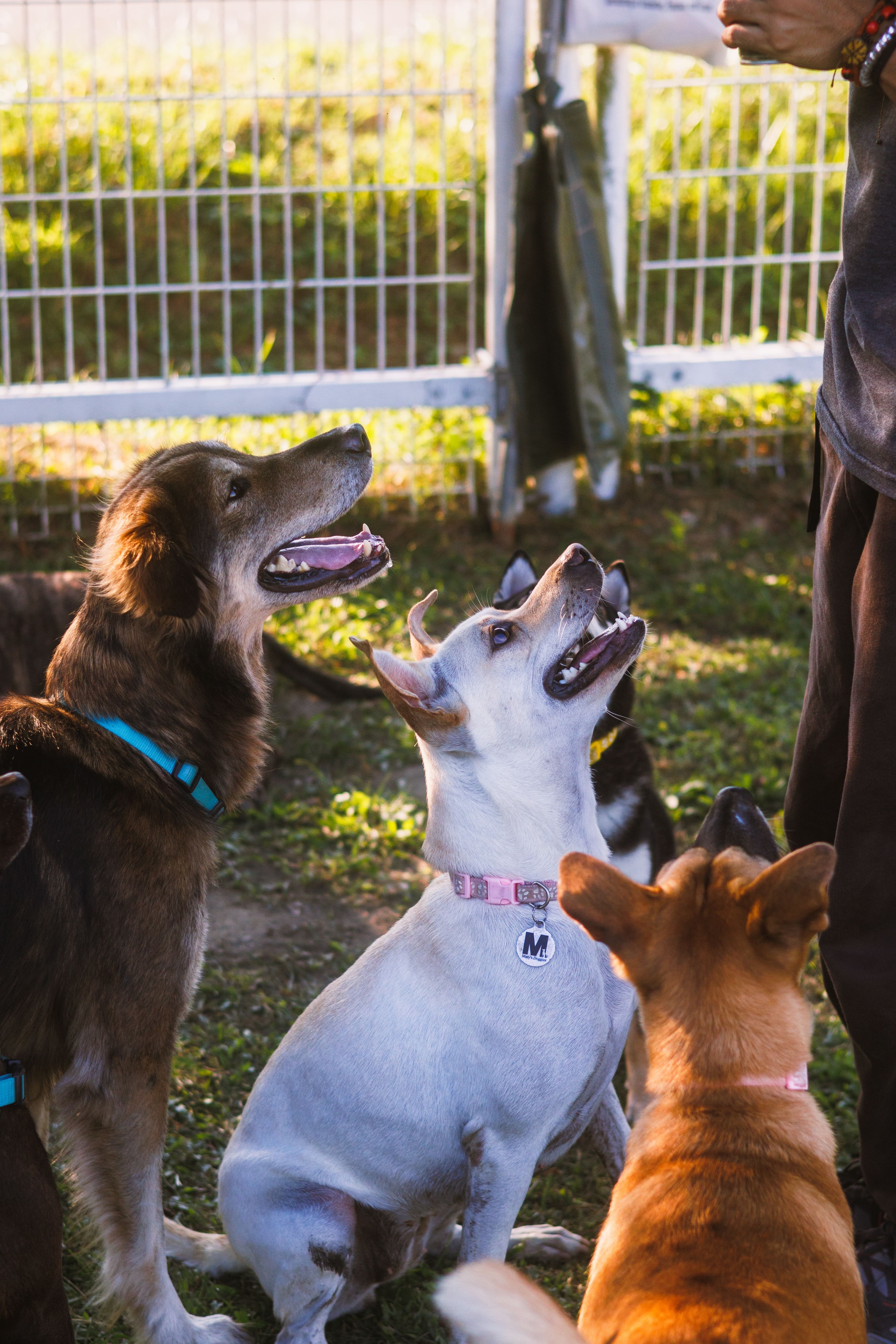 Dog training in home setting